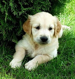  labrador retriever puppies for sale in nagpur