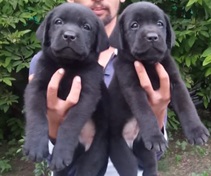 Lab puppy price in Kolkata