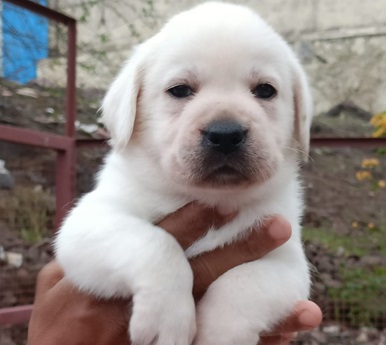 Labrador dog price in Kolkata