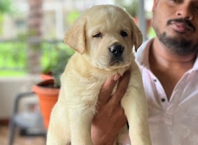 Labrador dog breeder in Kolkata