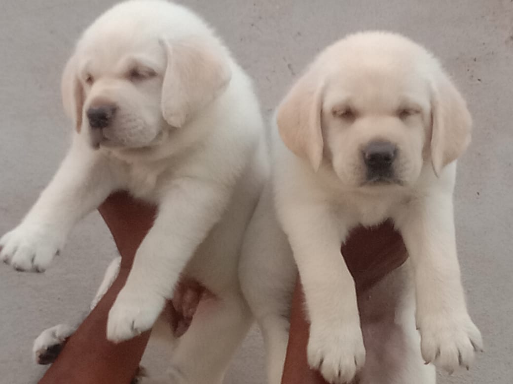 Labrador dog for sale online in Kolkata