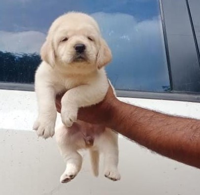  Labrador puppies for sale in pune