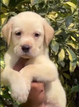 Lab puppy price in satara