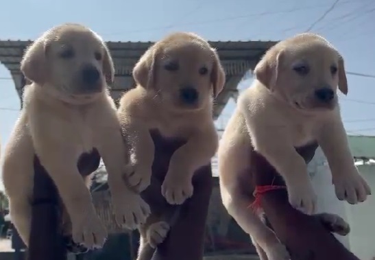 labrador retriever dog price in satara