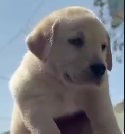 labrador retriever puppy price in satara