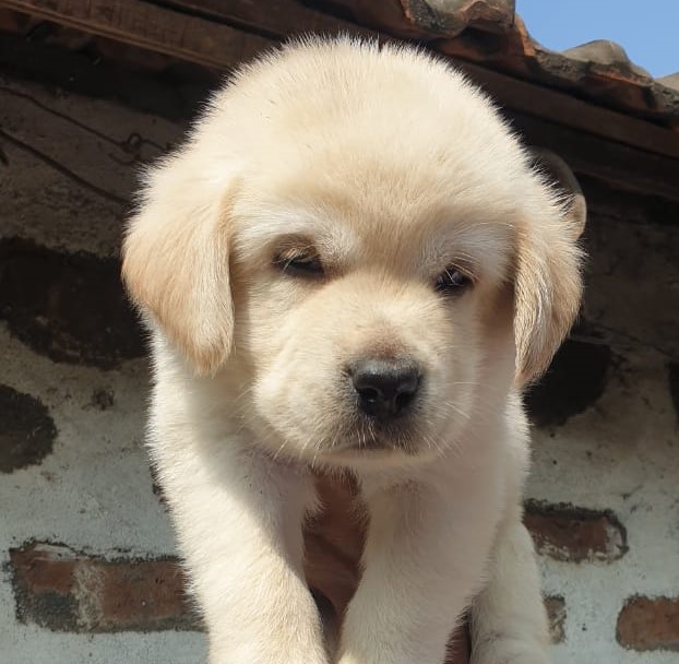  labrador retriever puppy price in thane