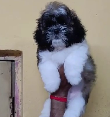 lhasa apso male puppies price in goa