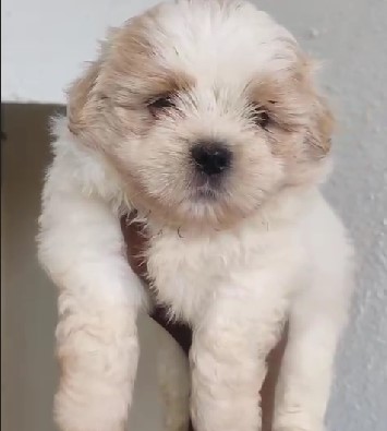 lhasa apso puppies for sale online in goa