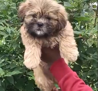 lhasa apso puppy price in goa