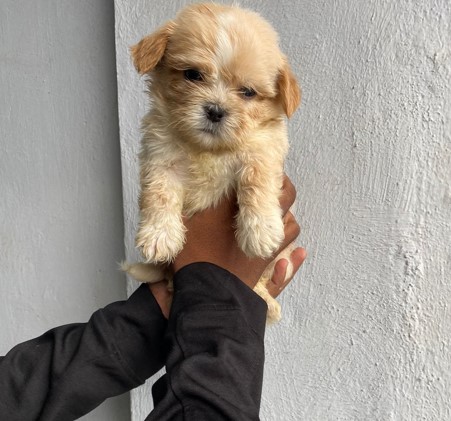 lhasa apso dog kennel in goa