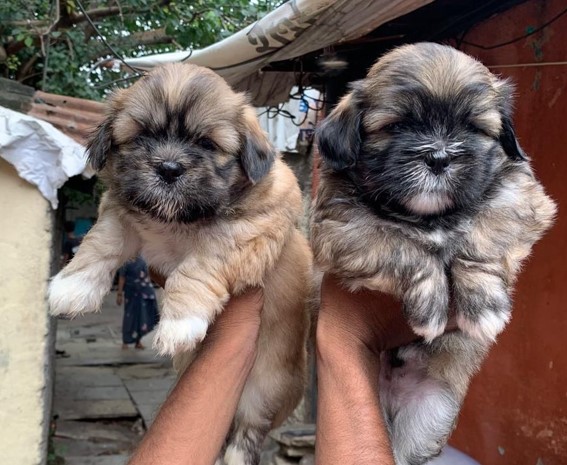 lhasa apso dog breeder in goa