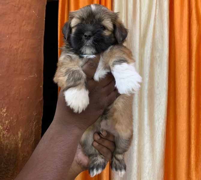 lhasa apso dog for sale in goa