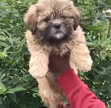 lhasa apso dog kennel in india