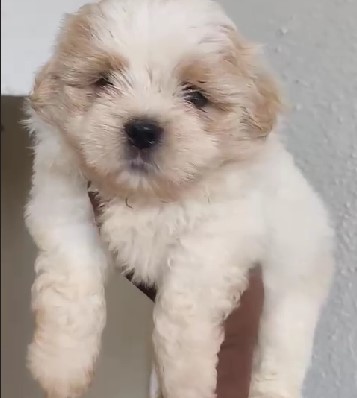 lhasa apso dog price in india