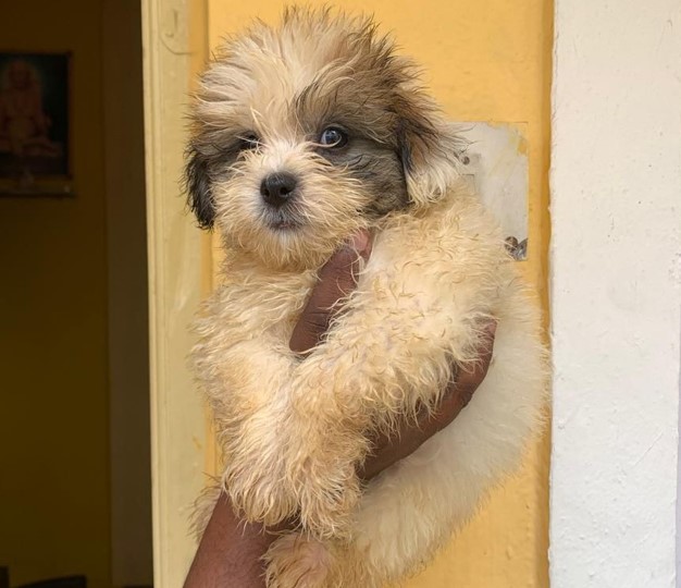 lhasa apso male puppies for sale in india