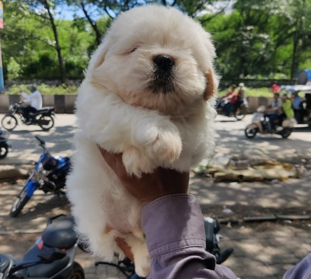 lhasa apso pet shop in pune