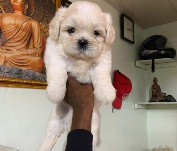 lhasa apso male puppies price in pune