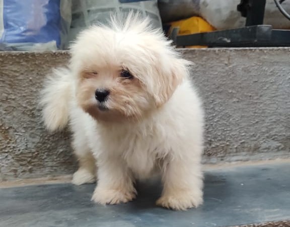 lhasa apso price in Aurangabad