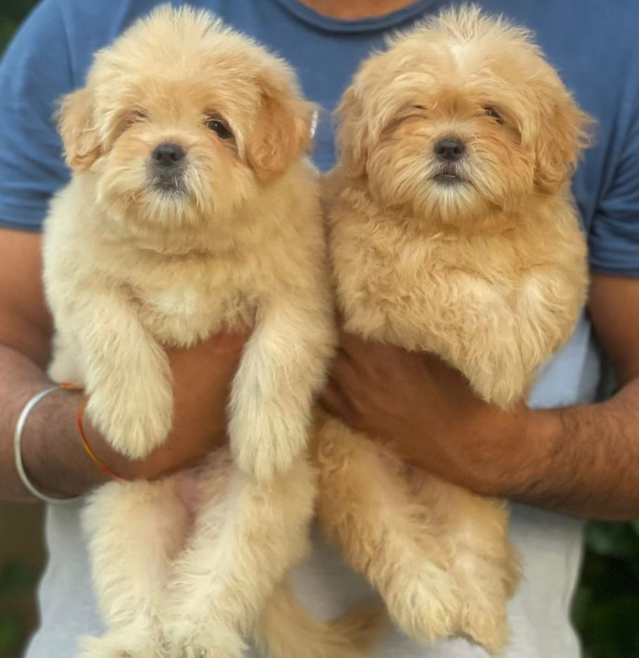 lhasa apso puppy price in Aurangabad