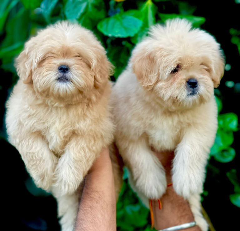 lhasa apso dog breeder in Aurangabad