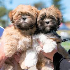 Lhasa Apso price in Kolkata