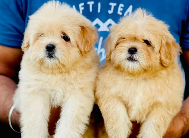 Lhasa Apso breed price in Kolkata