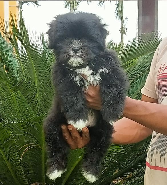 Lhasa Apso dog for sale in Kolkata