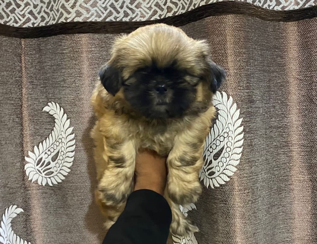 Lhasa Apso puppy for sale online in Kolkata