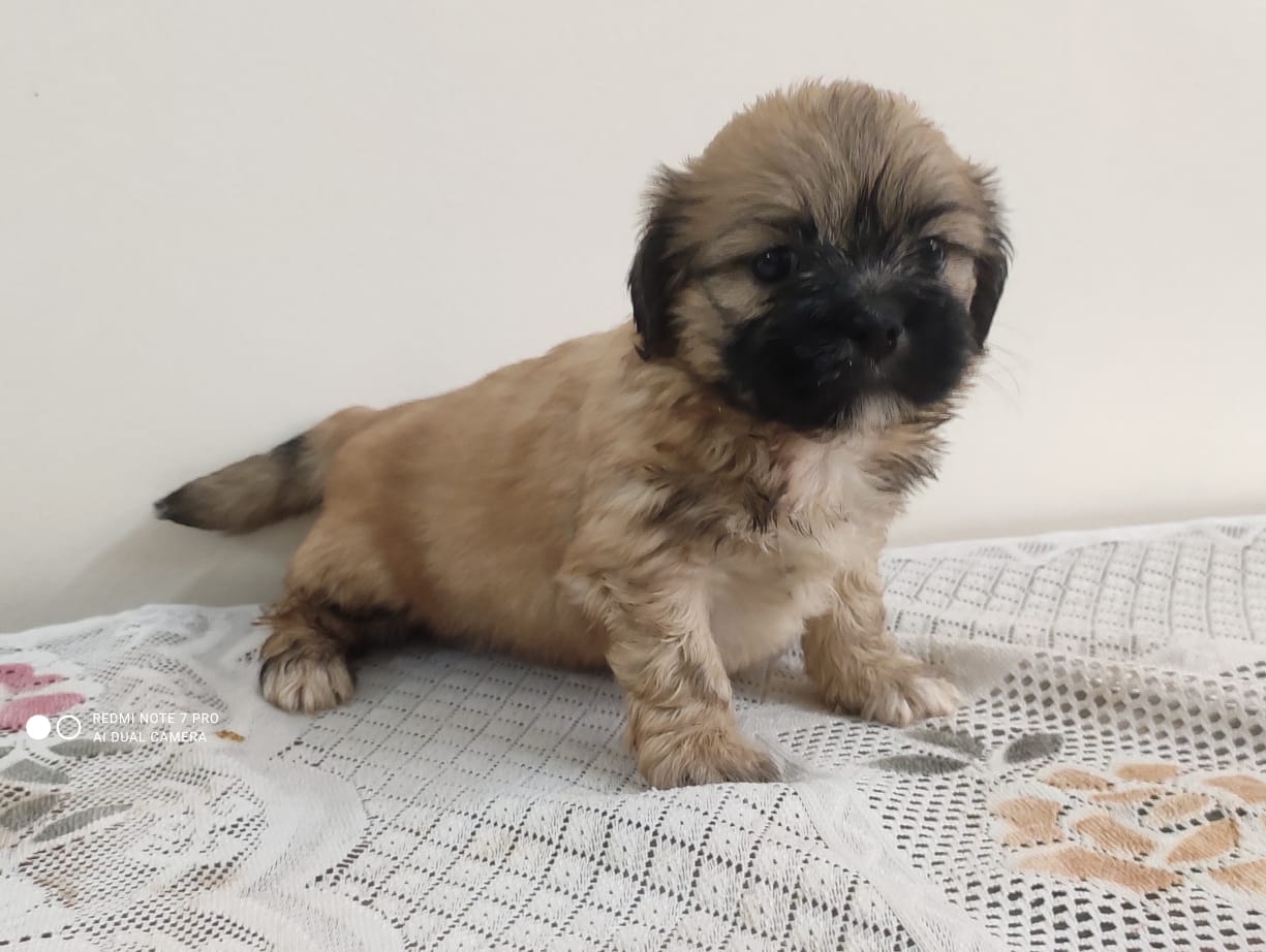 Lhasa Apso dog breeder in Kolkata