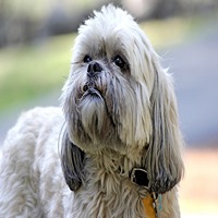 lhasa apso puppy price in kolhapur