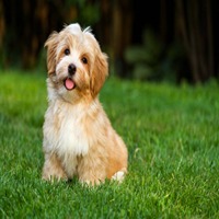 lhasa apso price in pune