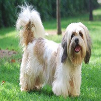 lhasa apso pet shop in pune