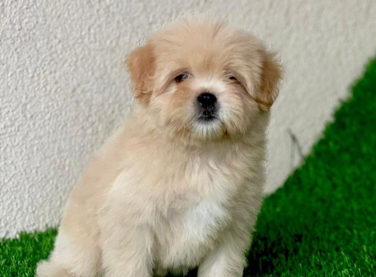 lhasa apso price in nashik