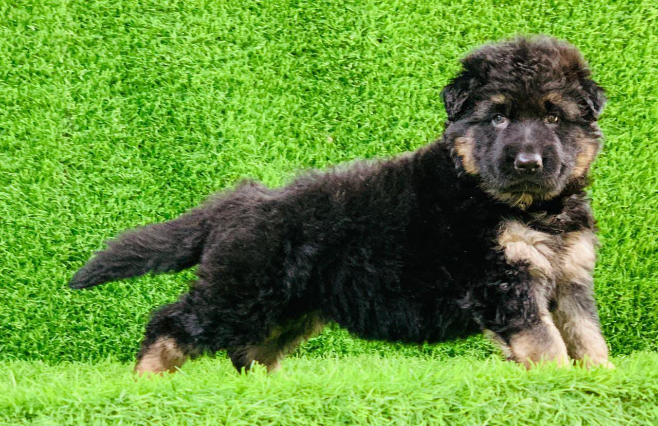  german shephard puppy price in nashik