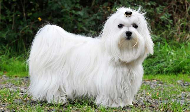 maltese dog breeder in pune