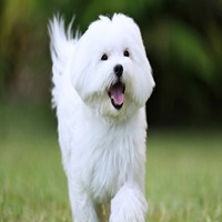 maltese dog breeder in nashik