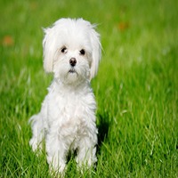 maltese pet shop in nashik