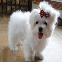 maltese puppy price in pune