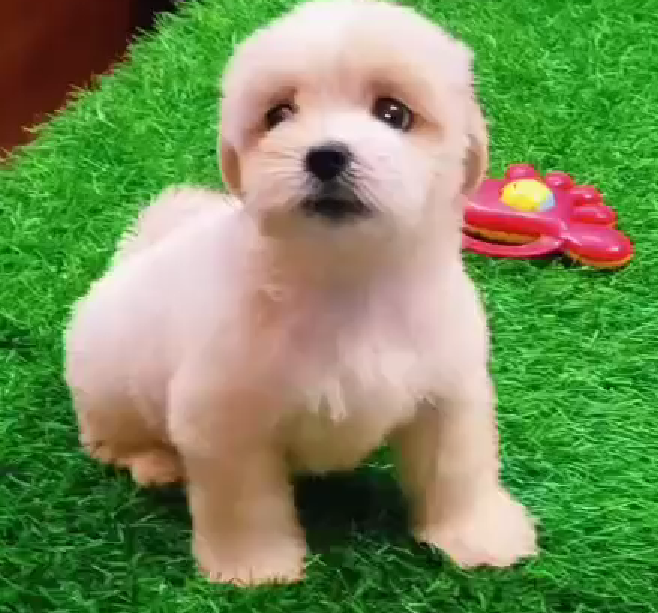  Playful maltese puppies for sale in mumbai