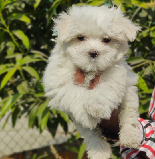 Smart maltese puppies for sale in mumbai