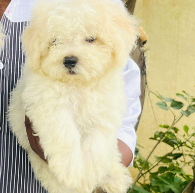  Lovable maltese puppies for sale in mumbai