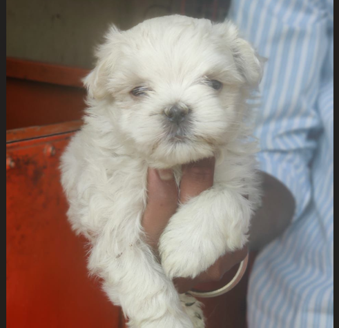 Intelligent maltese puppies for sale in mumbai