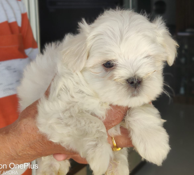  maltese dog price in mumbai