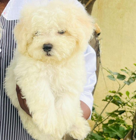 maltese dog price in goa