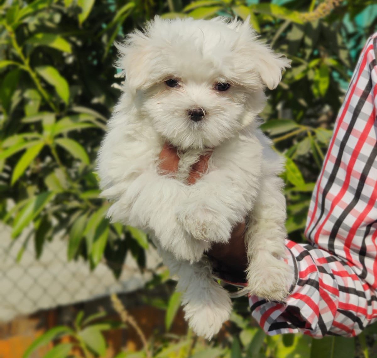 maltese pet shop in india