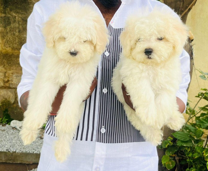 maltese dog breeder in pune