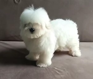 maltese male puppy price in pune