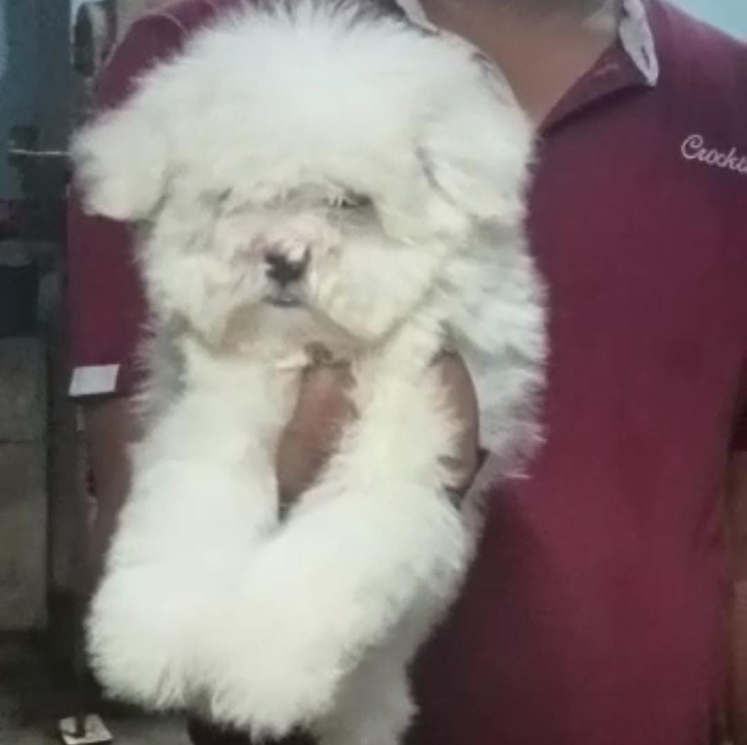 maltese puppy price in Aurangabad