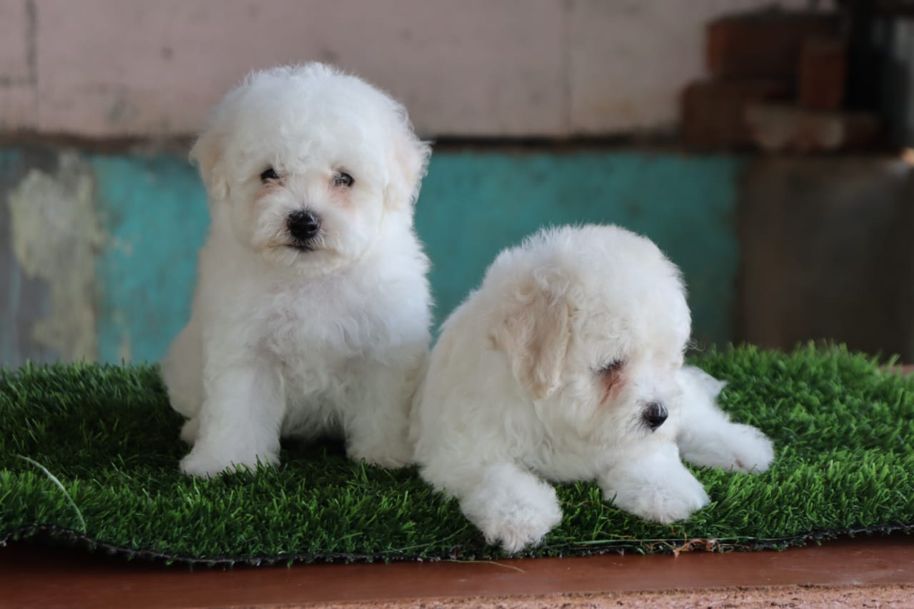 maltese dog price in india