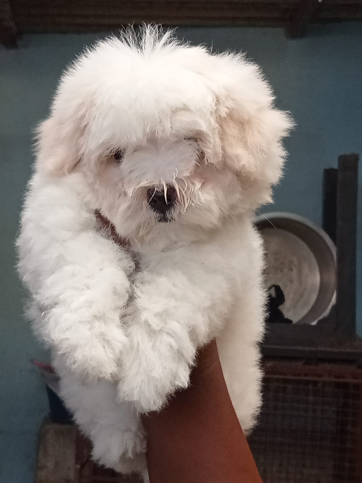 maltese for sale in pune